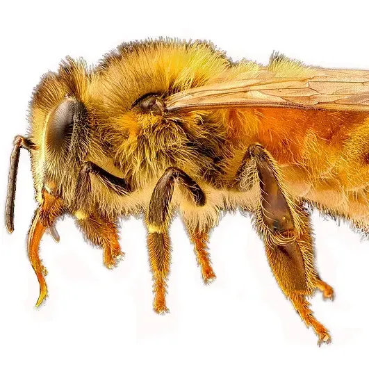 thumbnail for publication: Bees of Florida
